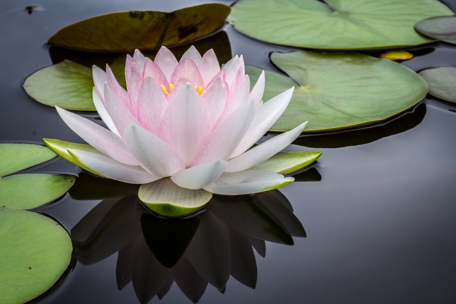 Boost Your Immunity with These Simple Tips